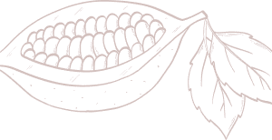 Cacao pod with seeds and leaves